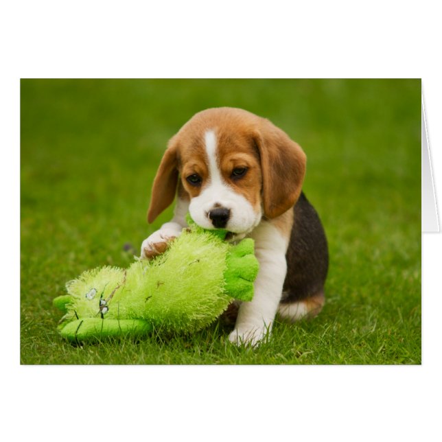 Sweet Beagle Puppy med Cudely Leksak Hälsningskort (Framsidan Horizontal)