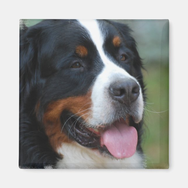 Sweet Bernese Magnet (Framsidan)