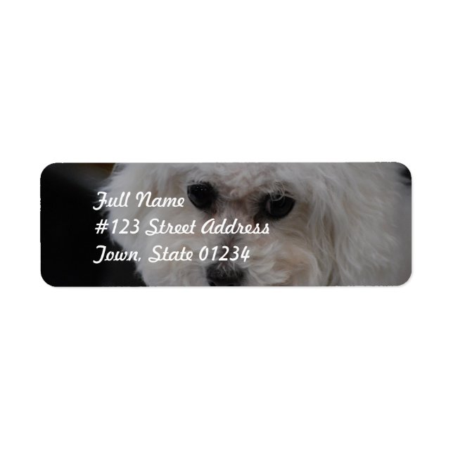 Sweet Bichon Frise Returadress Etikett (Framsidan)