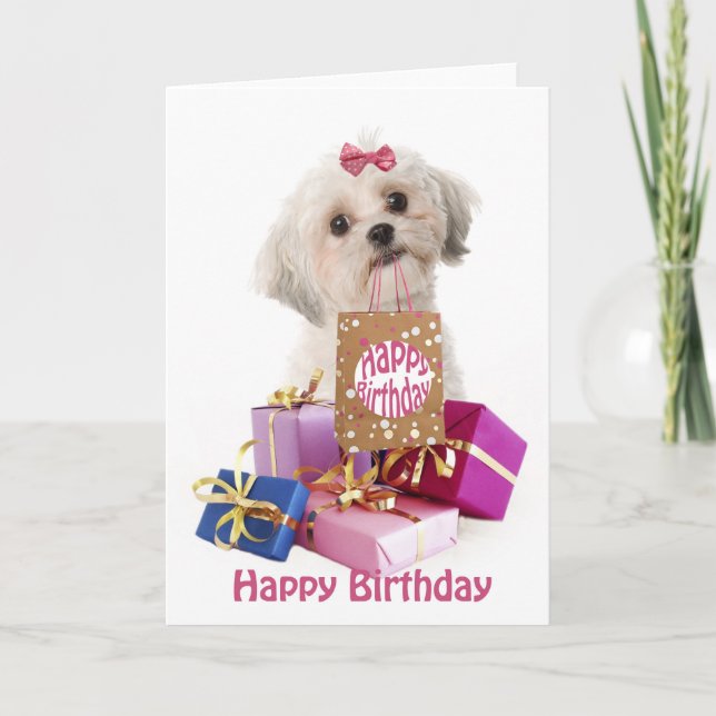 Sweet birthday card dog Maltese and presents Kort (Framsida)
