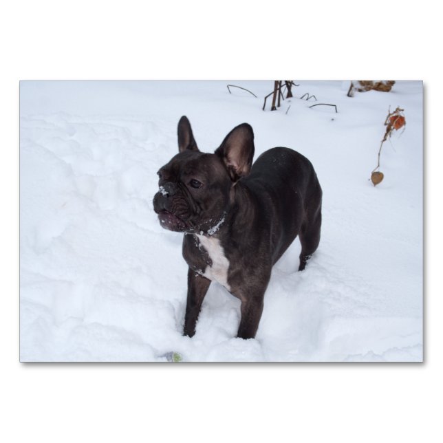 Sweet Black Fransk Bulldog Likes Snö Bordsnummer (Framsidan)