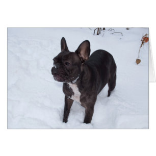 Sweet Black Fransk Bulldog Likes Snö Hälsningskort