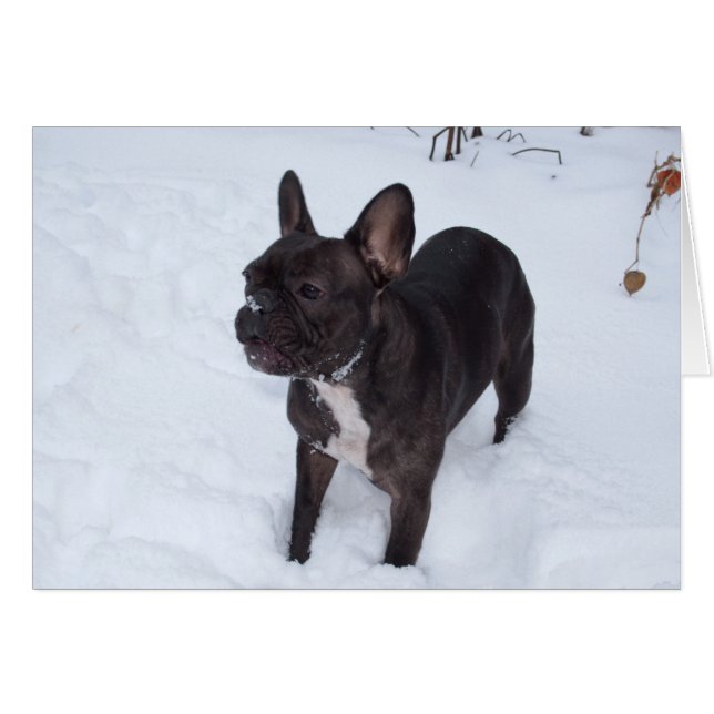 Sweet Black Fransk Bulldog Likes Snö Hälsningskort (Framsidan Horizontal)