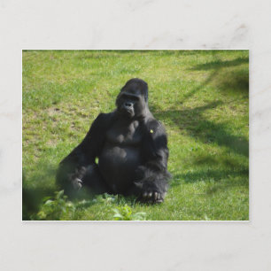 Sweet Black Monkey Gorilla Vykort