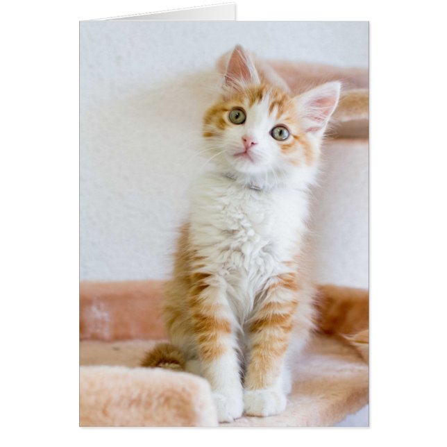 Sweet Blue Eyed Kattunge Hälsningskort (Framsidan)