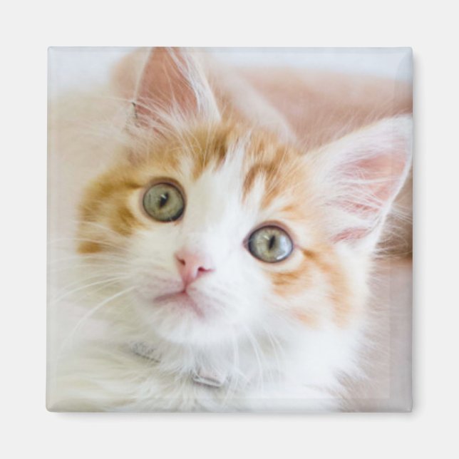 Sweet Blue Eyed Kattunge Magnet (Framsidan)