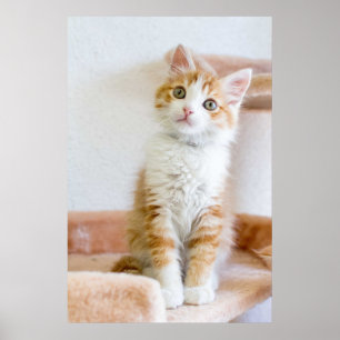 Sweet Blue Eyed Kattunge Poster