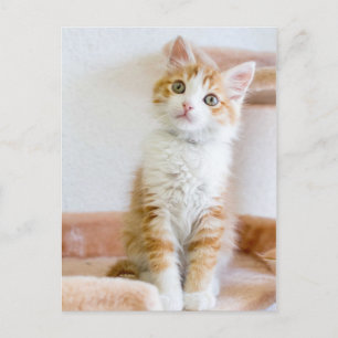 Sweet Blue Eyed Kattunge Vykort