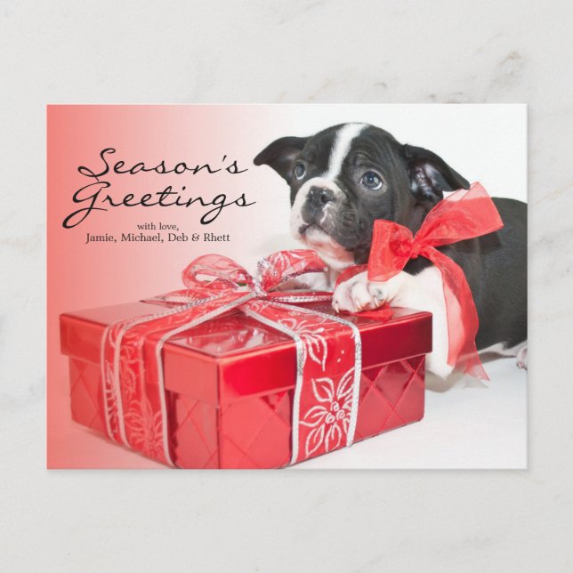 Sweet Boston Terrier puppy Vykort (Framsida)
