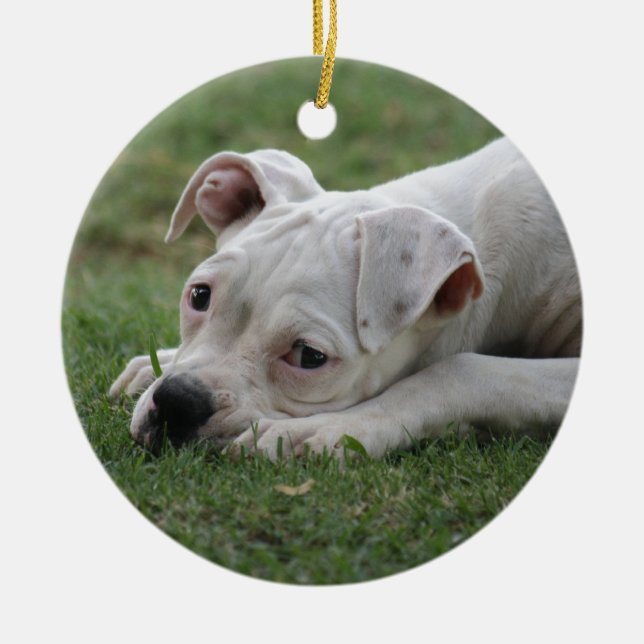 Sweet Boxer Puppy Julgransprydnad Keramik (Framsidan)