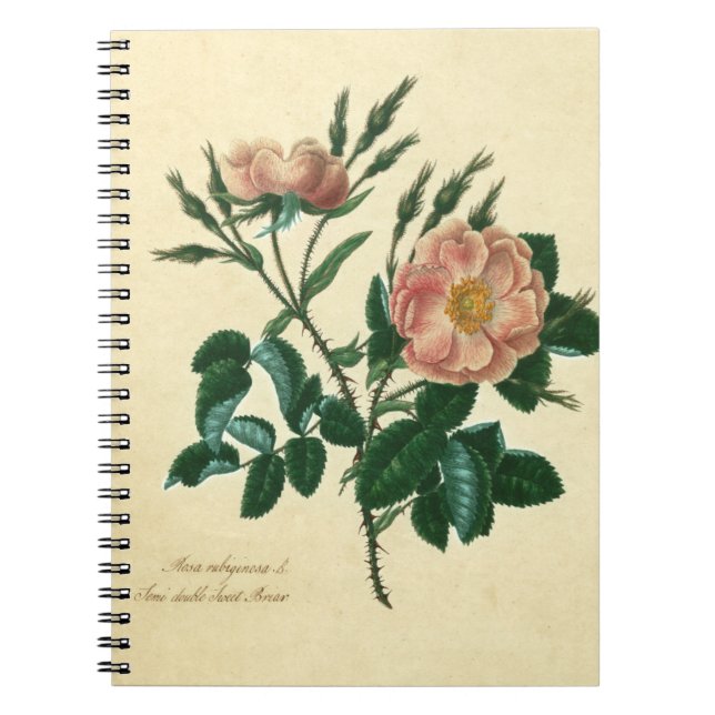 Sweet Briar Ro Anteckningsbok Med Spiral (Framsidan)