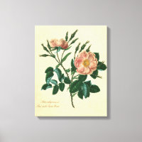 Sweet Briar Ro