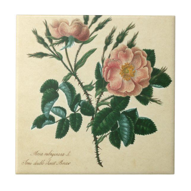 Sweet Briar Ro Kakelplatta (Framsidan)