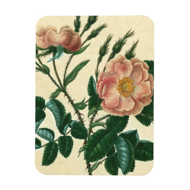 Sweet Briar Ro Magnet (Vertikal)