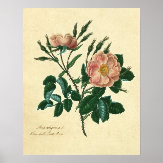 Sweet Briar Ro Poster (Framsidan)