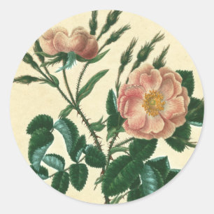 Sweet Briar Ro Runt Klistermärke