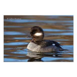 Sweet Bufflehead Anka på Sunlit Vatten Fototryck