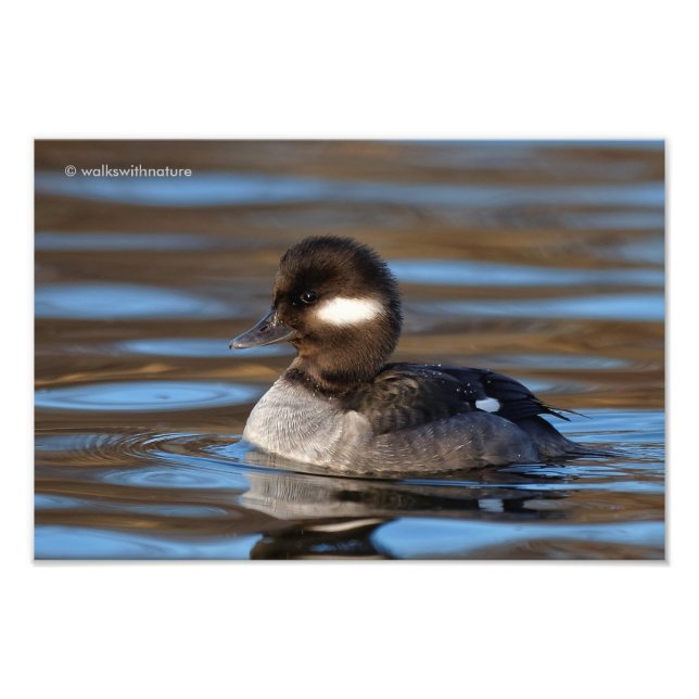 Sweet Bufflehead Anka på Sunlit Vatten Fototryck (Framsidan)