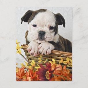Sweet Bulldog Puppy Vykort