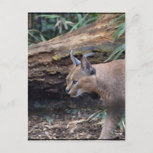 Sweet Caracal Vykort