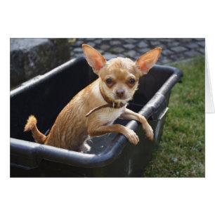 Sweet Charlie Chihuahua Hälsningskort