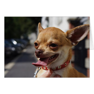 Sweet Charlie Chihuahua Hälsningskort