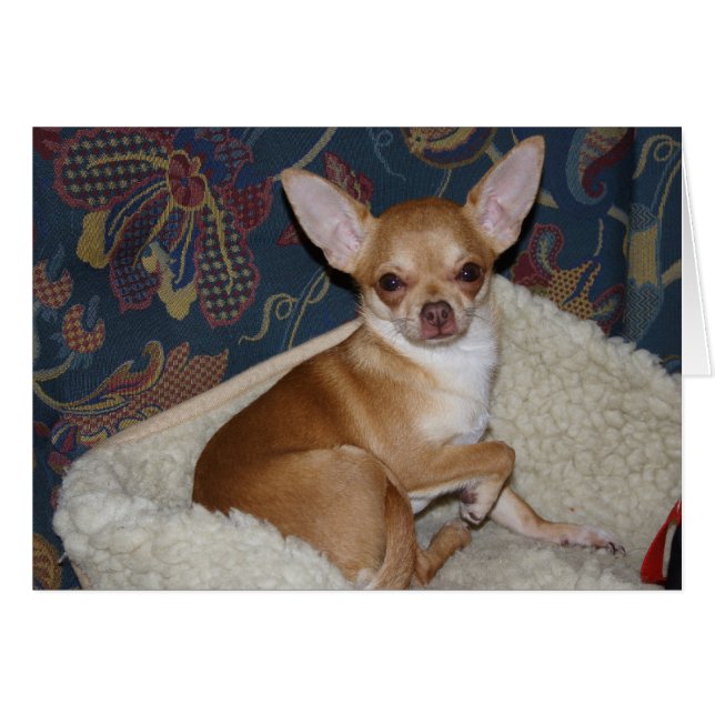 Sweet Charlie Chihuahua Hälsningskort (Framsidan Horizontal)