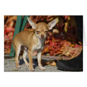 Sweet Charlie Chihuahua Hälsningskort