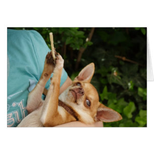Sweet Charlie Chihuahua Hälsningskort