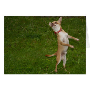 Sweet Charlie Chihuahua Hälsningskort