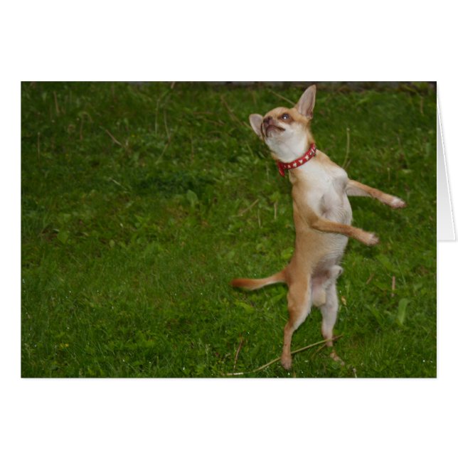 Sweet Charlie Chihuahua Hälsningskort (Framsidan Horizontal)