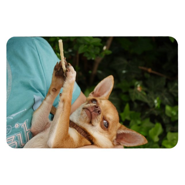 Sweet Charlie Chihuahua Magnet (Horisontell)