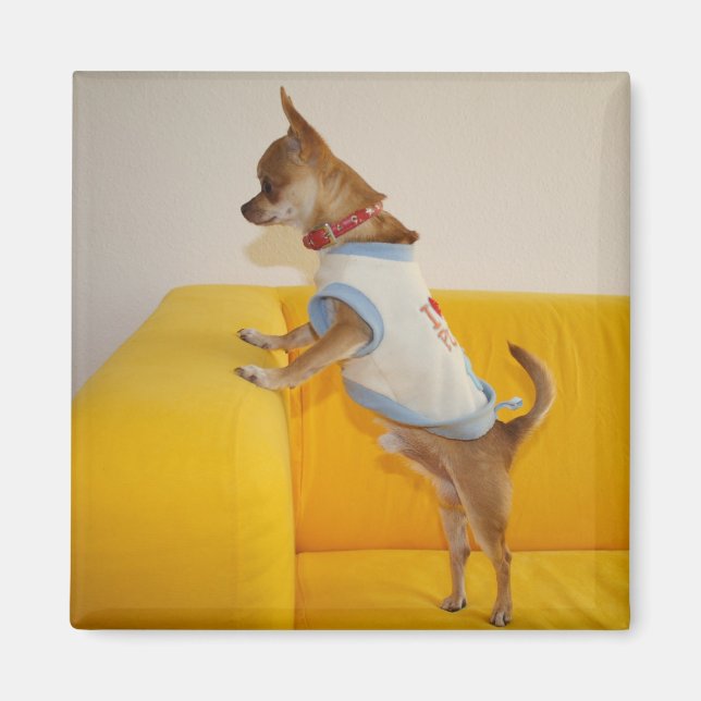 Sweet Charlie Chihuahua Magnet (Framsidan)