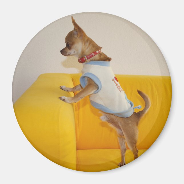 Sweet Charlie Chihuahua Magnet (Framsidan)
