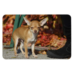 Sweet Charlie Chihuahua Magnet