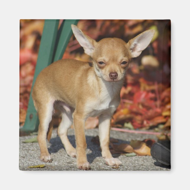 Sweet Charlie Chihuahua Magnet (Framsidan)