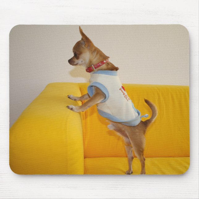 Sweet Charlie Chihuahua Musmatta (Framsidan)