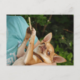 Sweet Charlie Chihuahua Vykort