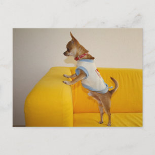 Sweet Charlie Chihuahua Vykort