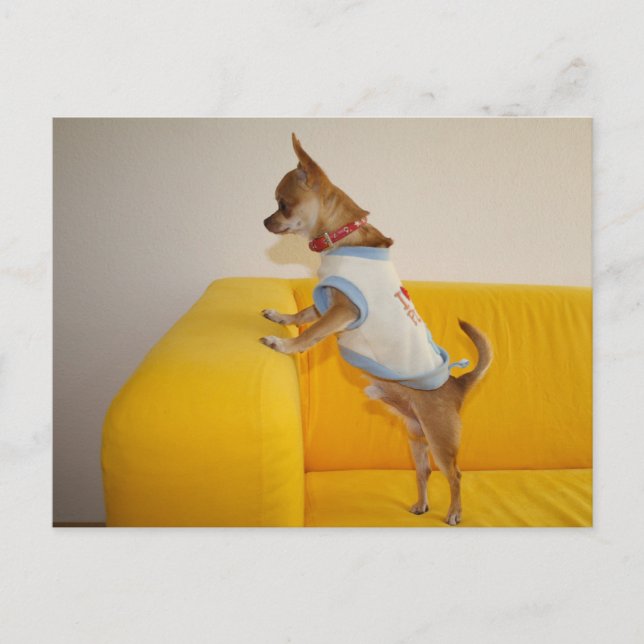 Sweet Charlie Chihuahua Vykort (Framsida)