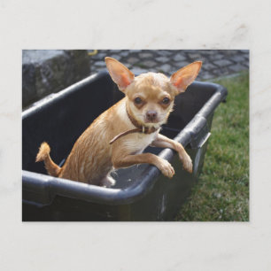 Sweet Charlie Chihuahua Vykort