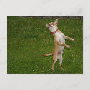 Sweet Charlie Chihuahua Vykort