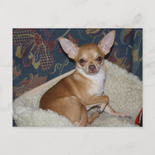 Sweet Charlie Chihuahua Vykort