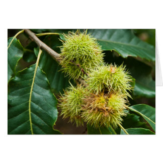 Sweet Chestnut Hälsningskort