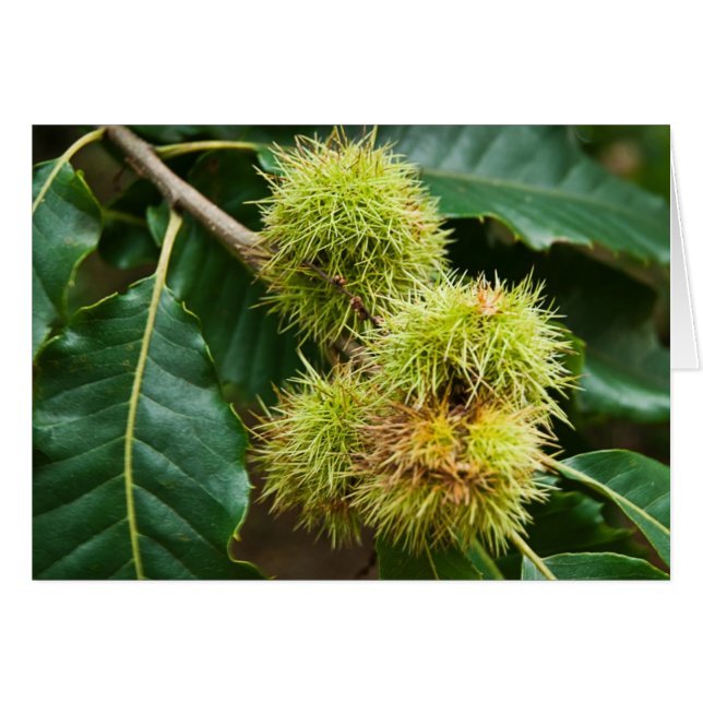 Sweet Chestnut Hälsningskort (Framsidan Horizontal)