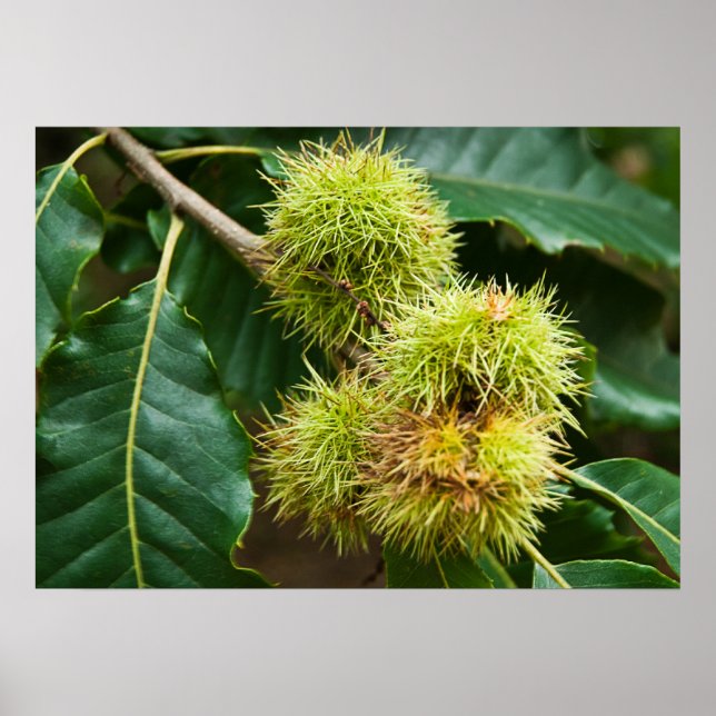 Sweet Chestnut Poster (Framsidan)
