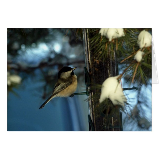 Sweet Chickadee OBS Kort (Framsidan Horizontal)