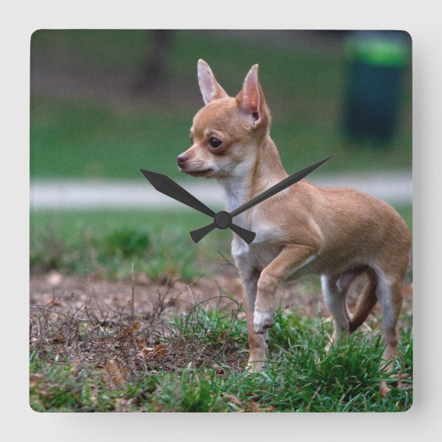 Sweet Chihuahua Puppy Gundog Wannabe Fyrkantig Klocka (Framsida)