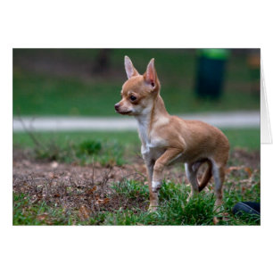 Sweet Chihuahua Puppy Gundog Wannabe Hälsningskort
