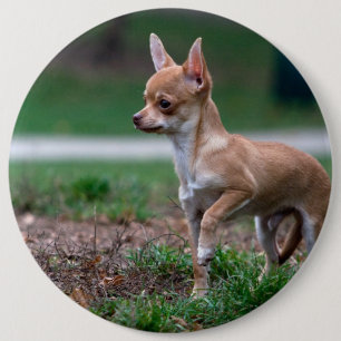Sweet Chihuahua Puppy Gundog Wannabe Knapp